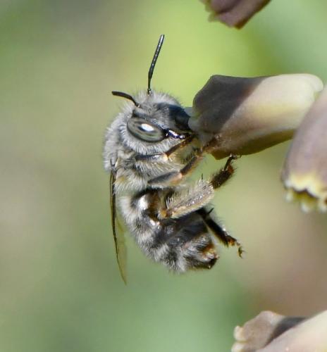 Anthophora salviae